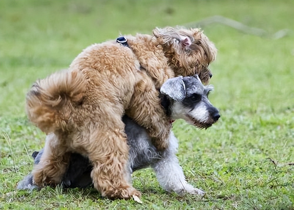 了解狗的“性”知识，别害羞，对狗狗有好处！