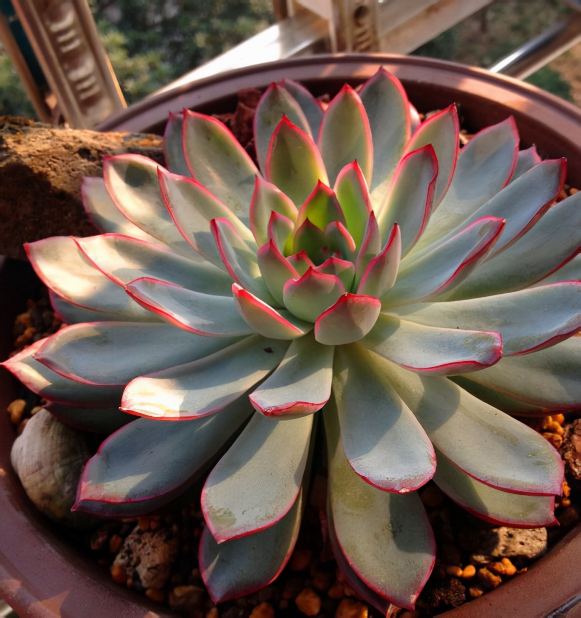 十二卷多肉的品种图鉴,100种多肉植物图片大全