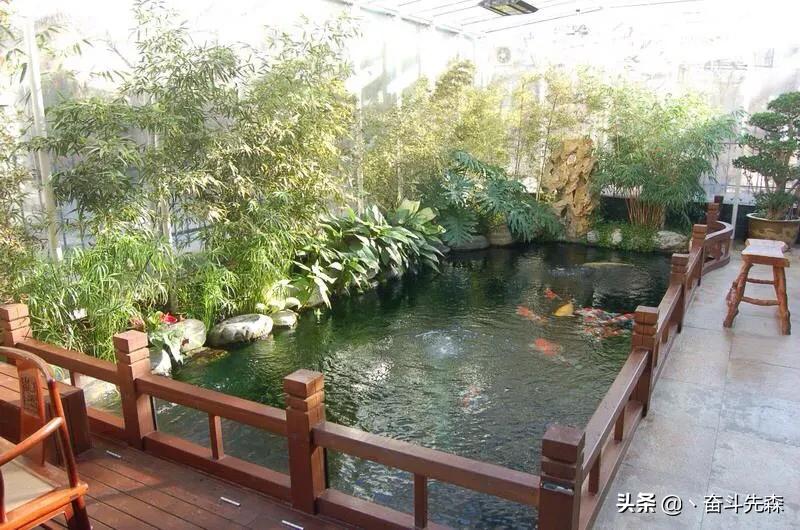 怎么样和锦鲤打好关系,选锦鲤如何避坑