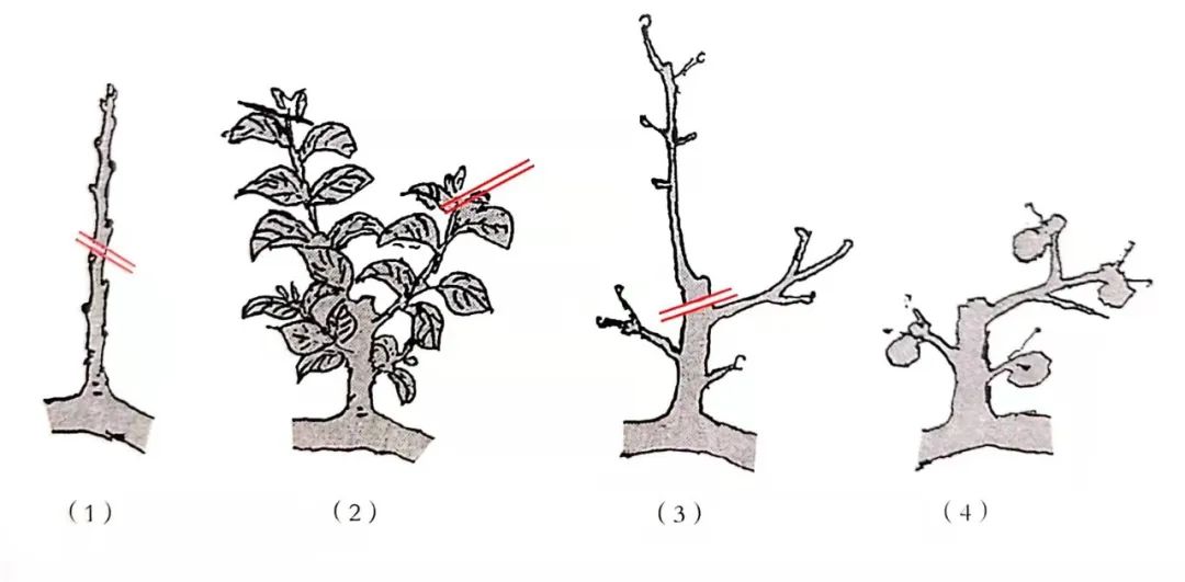 盆景修剪方法技巧口诀,盆景修剪技巧图解教程
