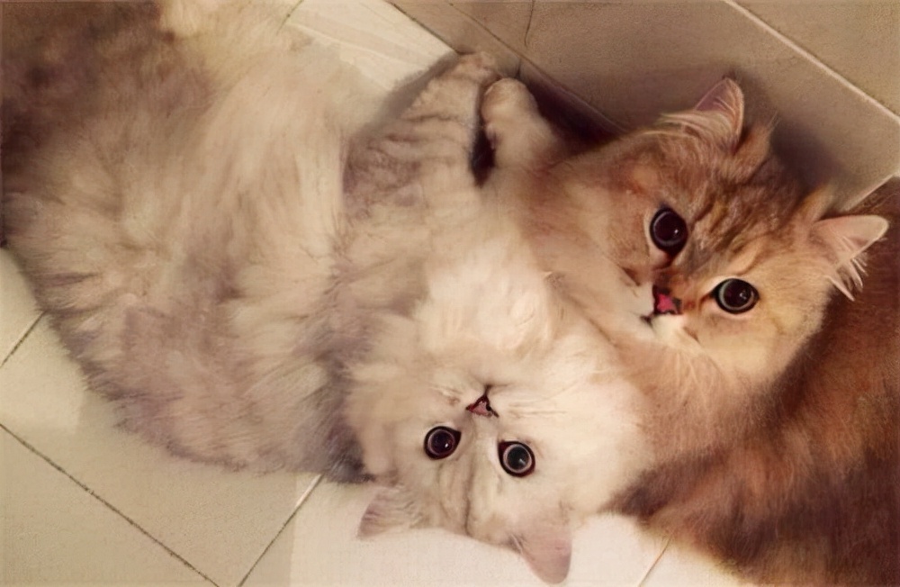 猫日记写什么,猫日记主要写了什么