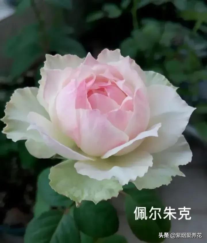 很仙的粉白色的月季品种,天狼月季涵仙