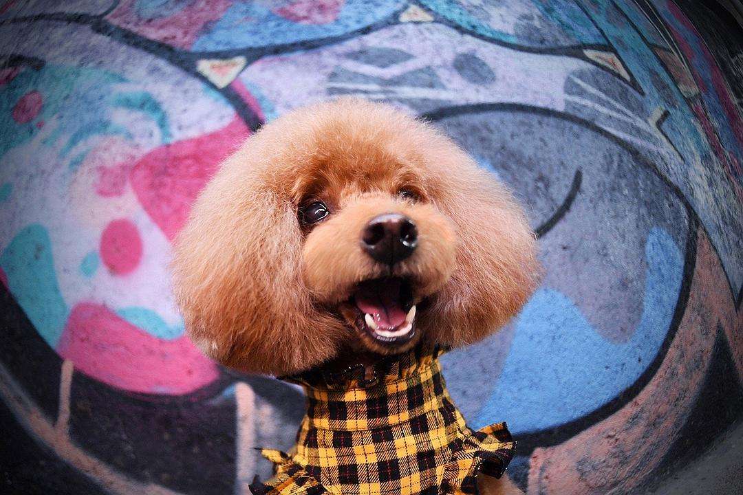 泰迪为什么不建议养,养泰迪一个月多少钱合适