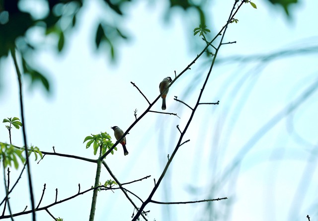 唐朝杜甫绝句,唐代诗人杜甫的经典名句