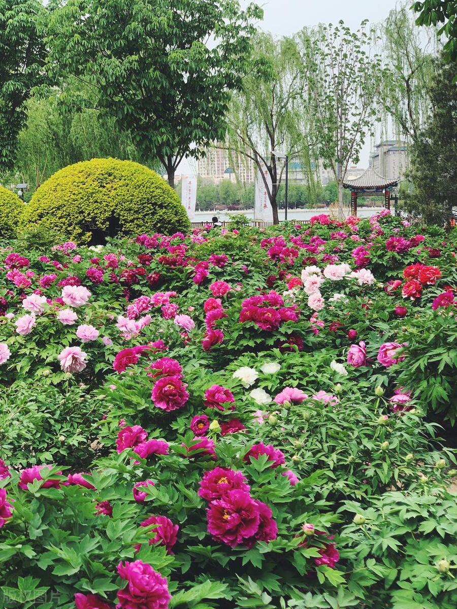 人间最美五月天春季赏樱正当时,5月北京三大赏花公园