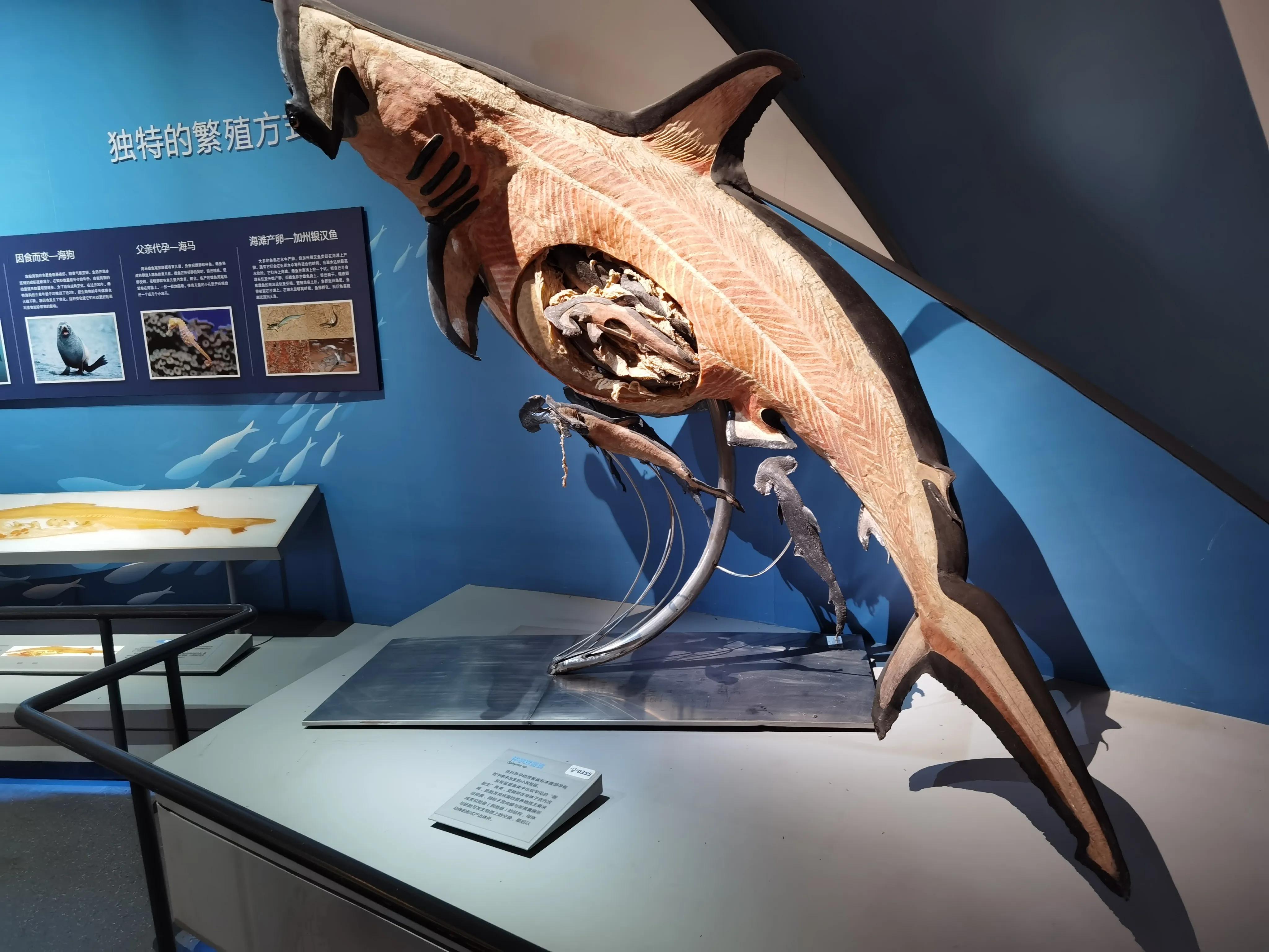 南湾海洋运动公园,国家海洋博物馆周边南湾公园