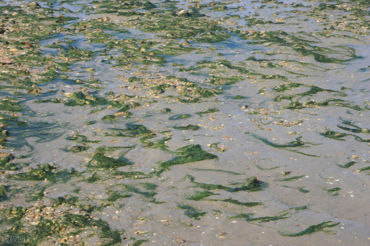如何去除池塘青苔,池塘青苔怎么清除