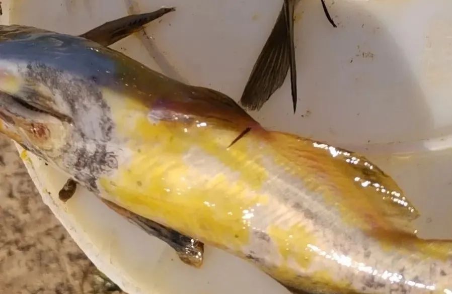 水霉多发季节,水霉病每亩用盐多少