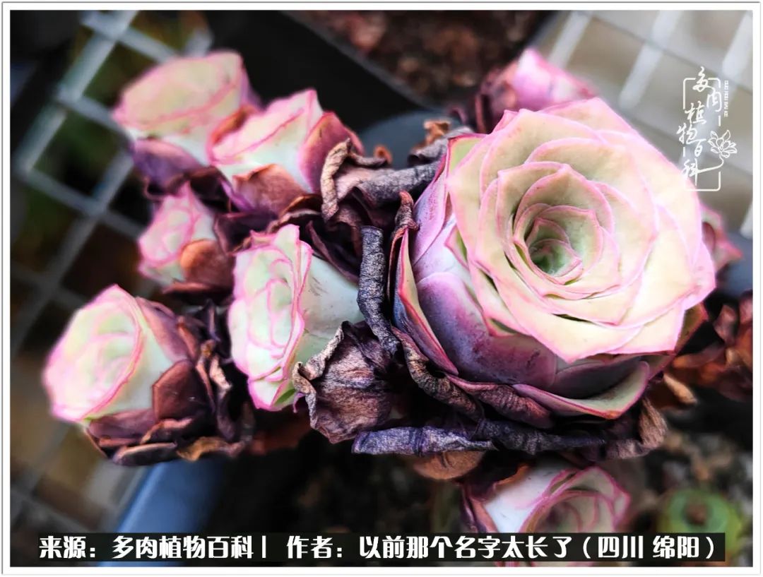 夏天山地玫瑰,小清新山地玫瑰