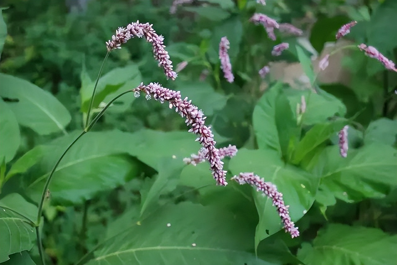 150种常见药用植物大全,150余种常见药用植物花期组图