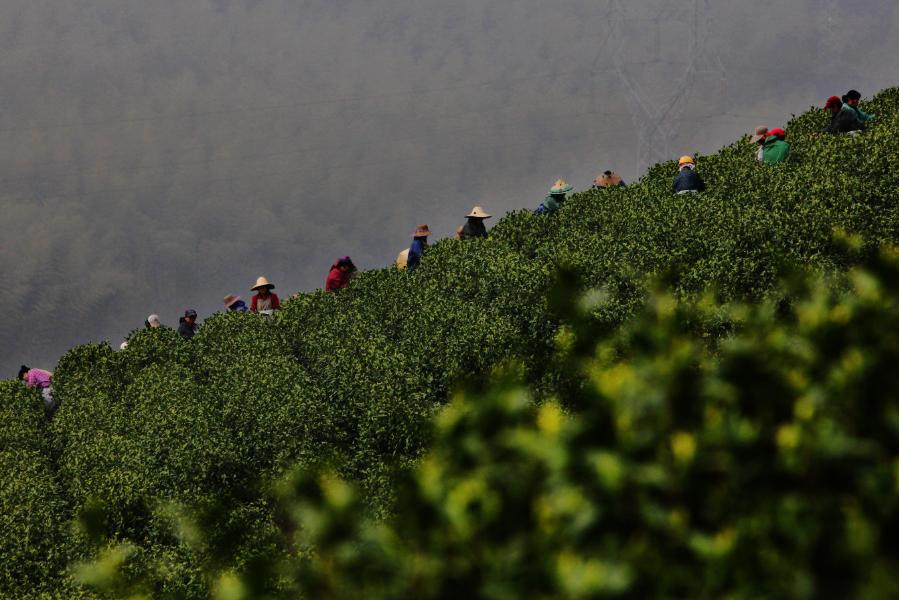 溧阳市天目湖绿溪茶场白茶,天目湖环湖茶场白茶