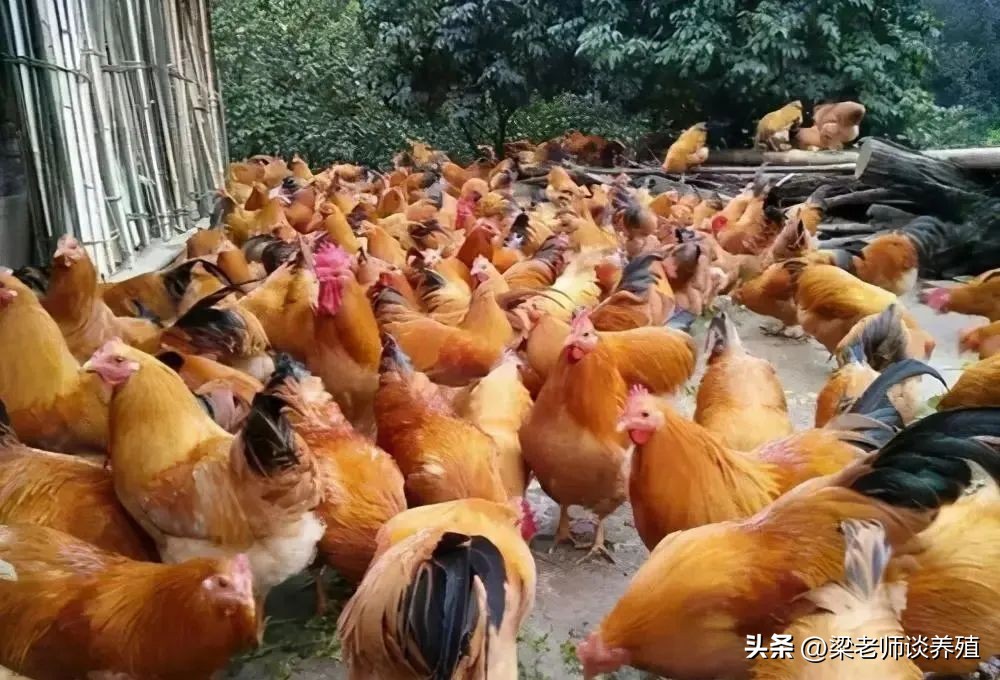 养殖鸡鸭鹅需要注意哪些,鸡鸭鹅养哪种风险小