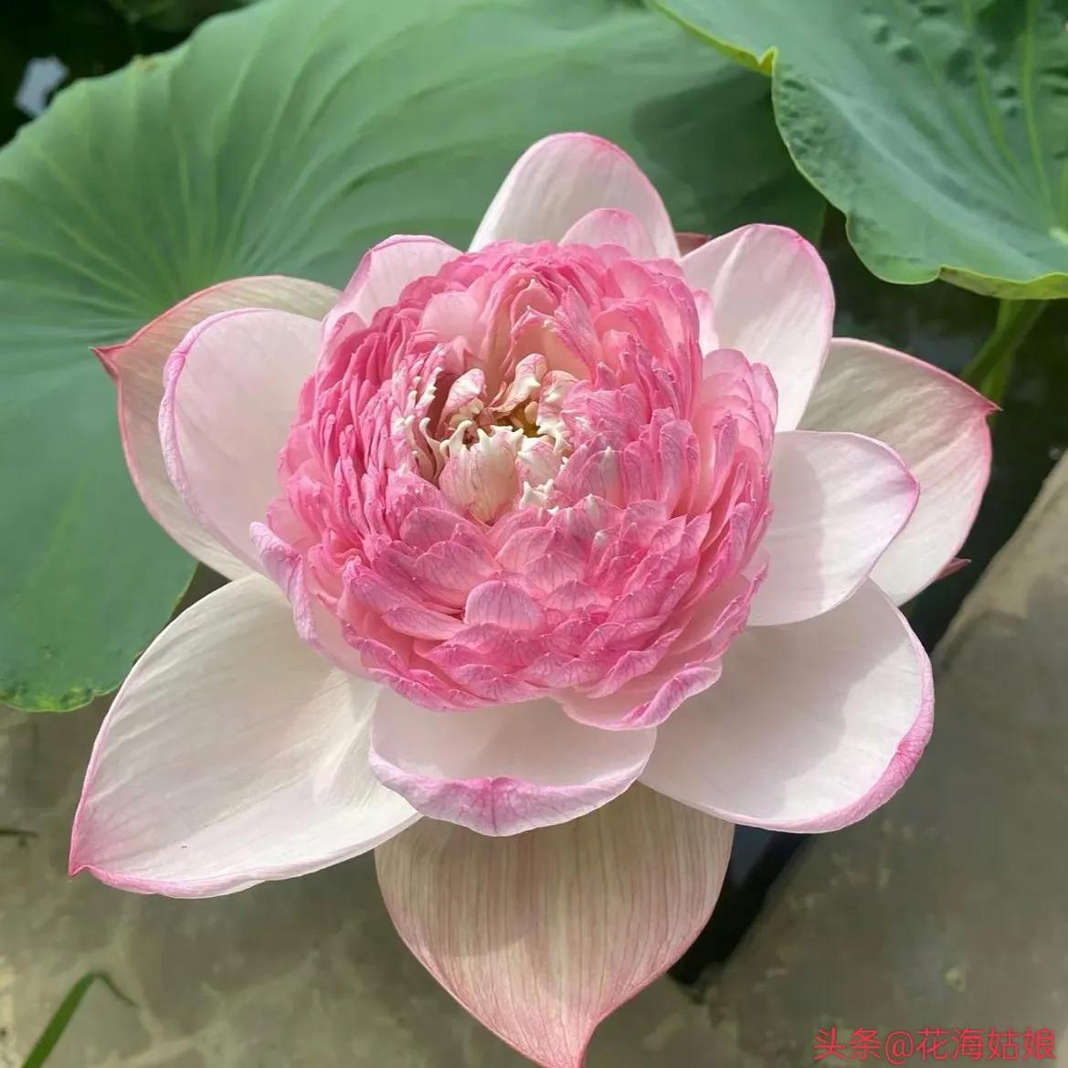 感觉自己好累好累的句子,感觉自己每天都好累好累