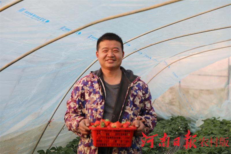信阳市平桥区:“85后”小伙逐梦田园过上了向往的“莓”好生活