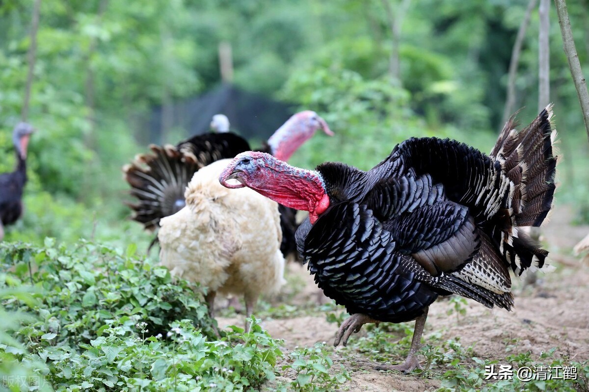 人工养殖速成鸡,人工养殖的鸡怎么速成