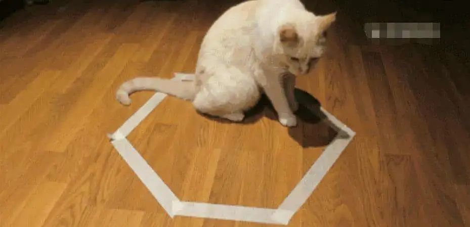 猫在地上画个圈,画一个圈圈真的能把猫圈在里面吗