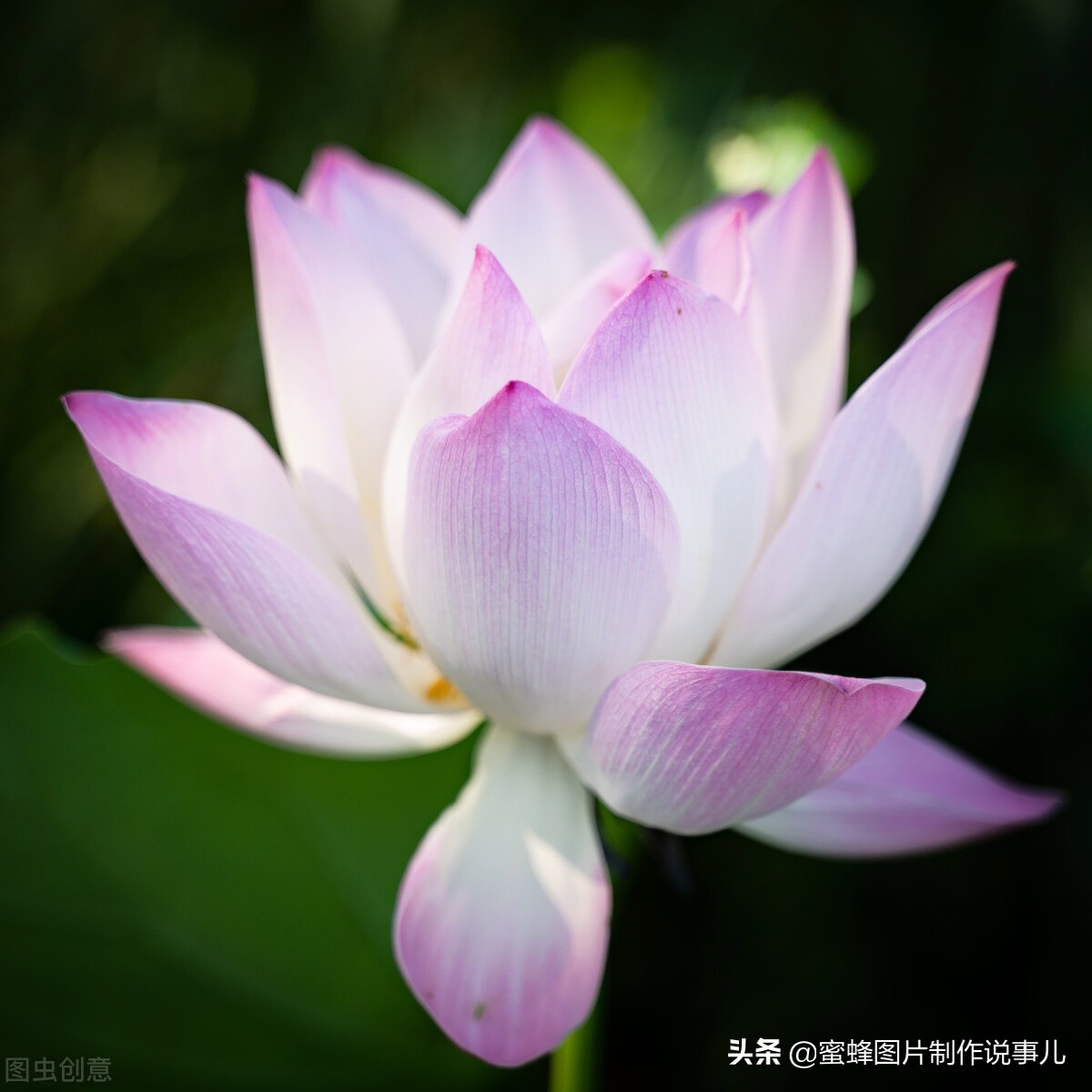 出淤泥而不染濯清涟而不妖深意,出淤泥而不染濯清涟而不妖相似词