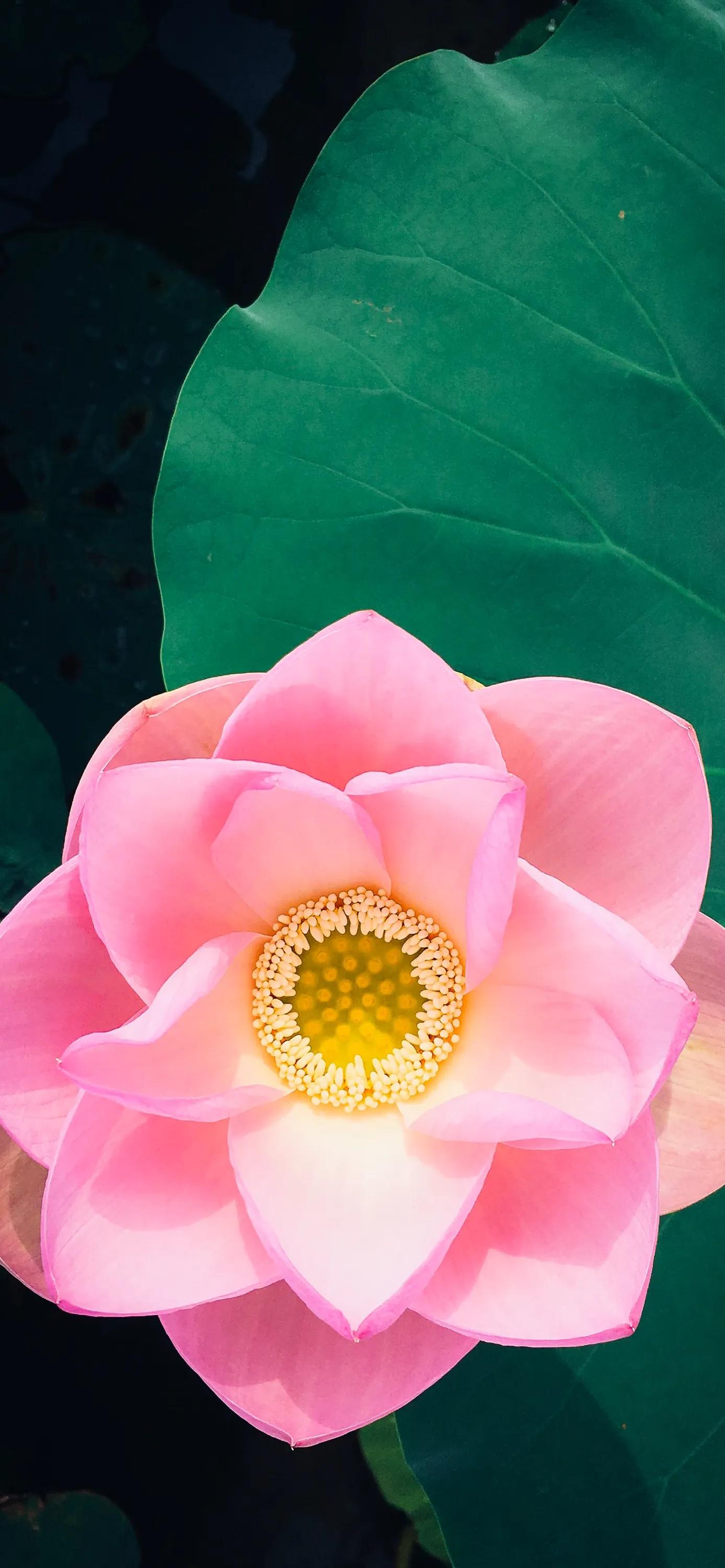 全屏荷花手机壁纸,唯美荷花手机壁纸