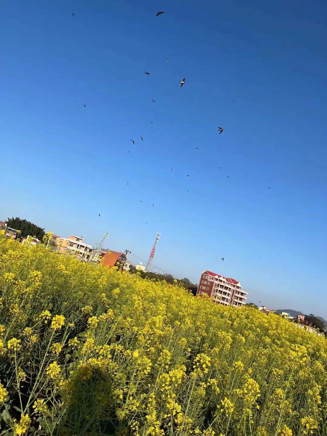 5.98万缤果实测,5.98万缤果配置