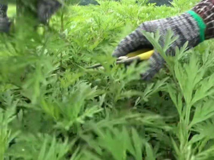 种植艾草让农民增收,种植艾草好处与功效