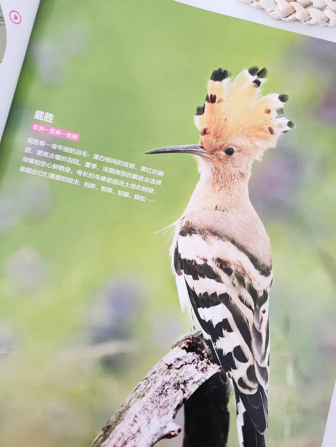 真真被这本书的鸟儿治愈了！