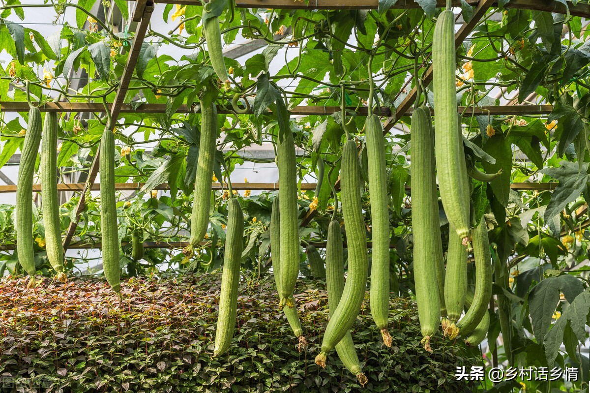 黄瓜南瓜丝瓜的花多半都不会结果,黄瓜瓜苗不结瓜怎么办