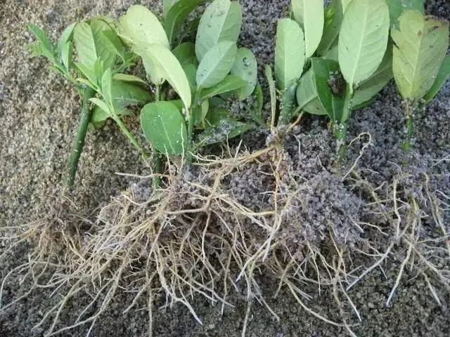 植物营养液通用型生根粉,生根粉植物生长调节剂