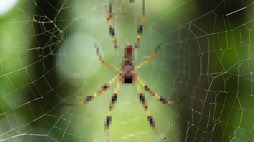 有些雄性动物交配后，为何会自断阴茎？一点后路也不给自己留么？