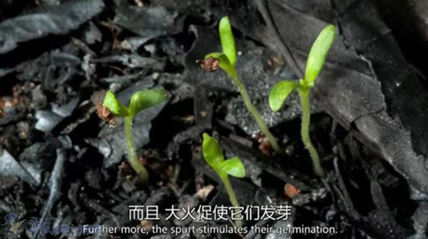 植物比动物厉害,动植物的繁衍方式