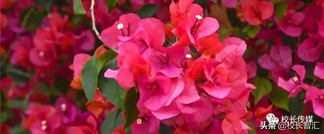 以道德情操滋养师德之魂——《如何成为一名好老师》读书心得