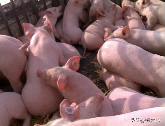 十万个冷知识全集,足球100个冷知识