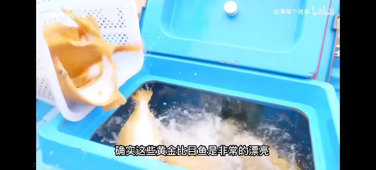 黄金比目鱼是多宝鱼吗,黄金比目鱼