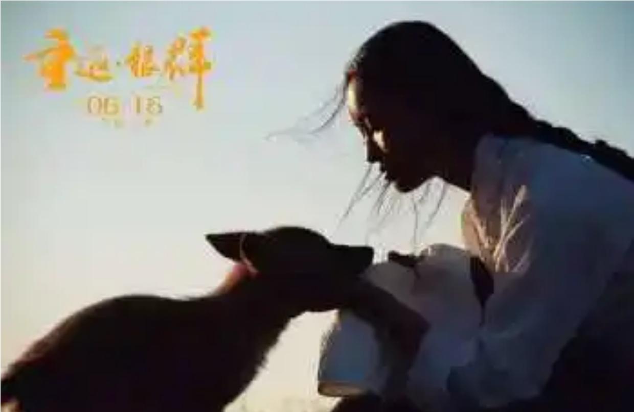 12年前把狼带回家当儿子,12年前成都女孩把狼儿带回家