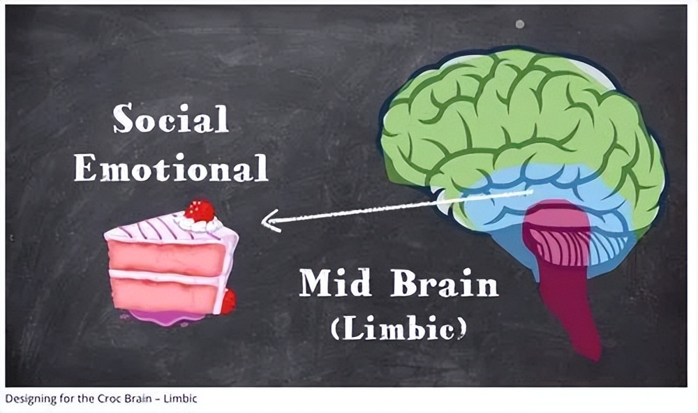 你了解自己的大脑吗三脑合一理论,人的三个大脑是怎么运作的