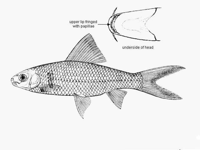 中国十大最惨入侵物种,中国史上最惨的入侵物种