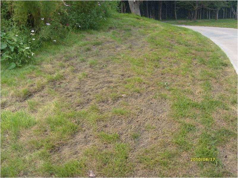 详解草坪正确栽培技术,夏季草坪