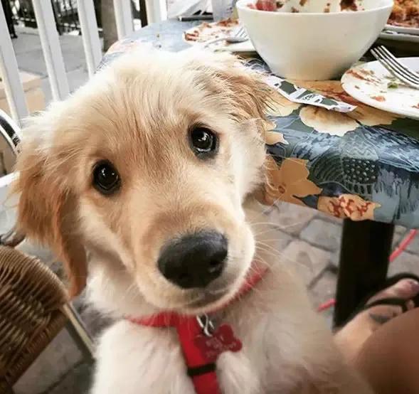 大金毛真的是太暖心了,大金毛到底有多可爱