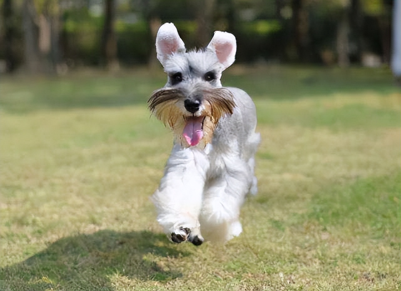 新手养狗选择哪种狗便宜又好,养狗新手推荐什么狗大型便宜好养