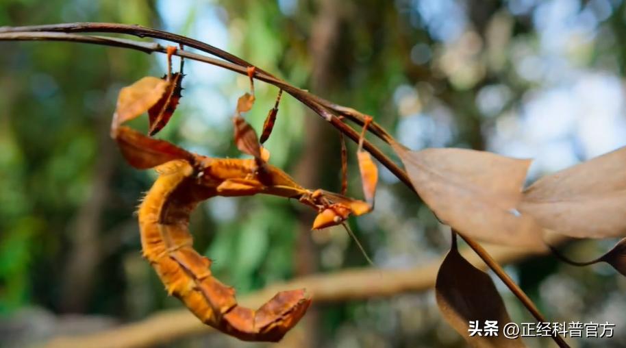 自然界中逆天的动物,大自然中智商高的动物