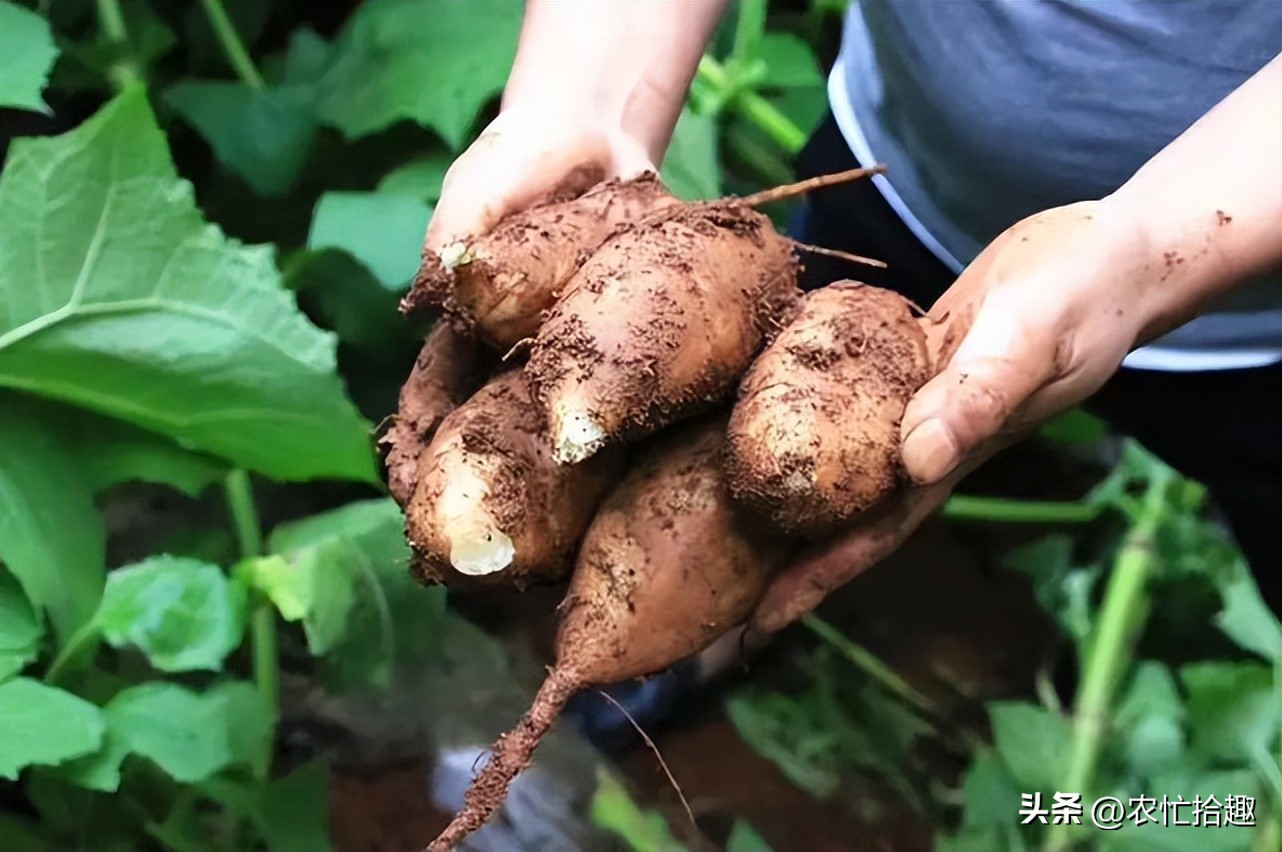 曾靠名字走红，一斤5元热卖，如今牛皮已吹破，市场上难见到