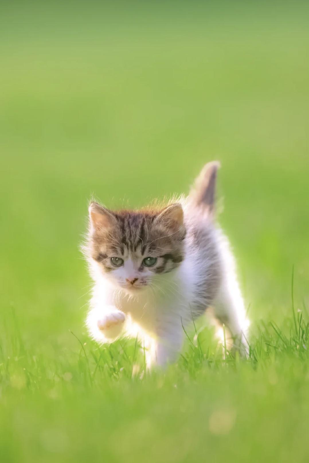 治愈系壁纸｜132张可爱小猫咪的样子