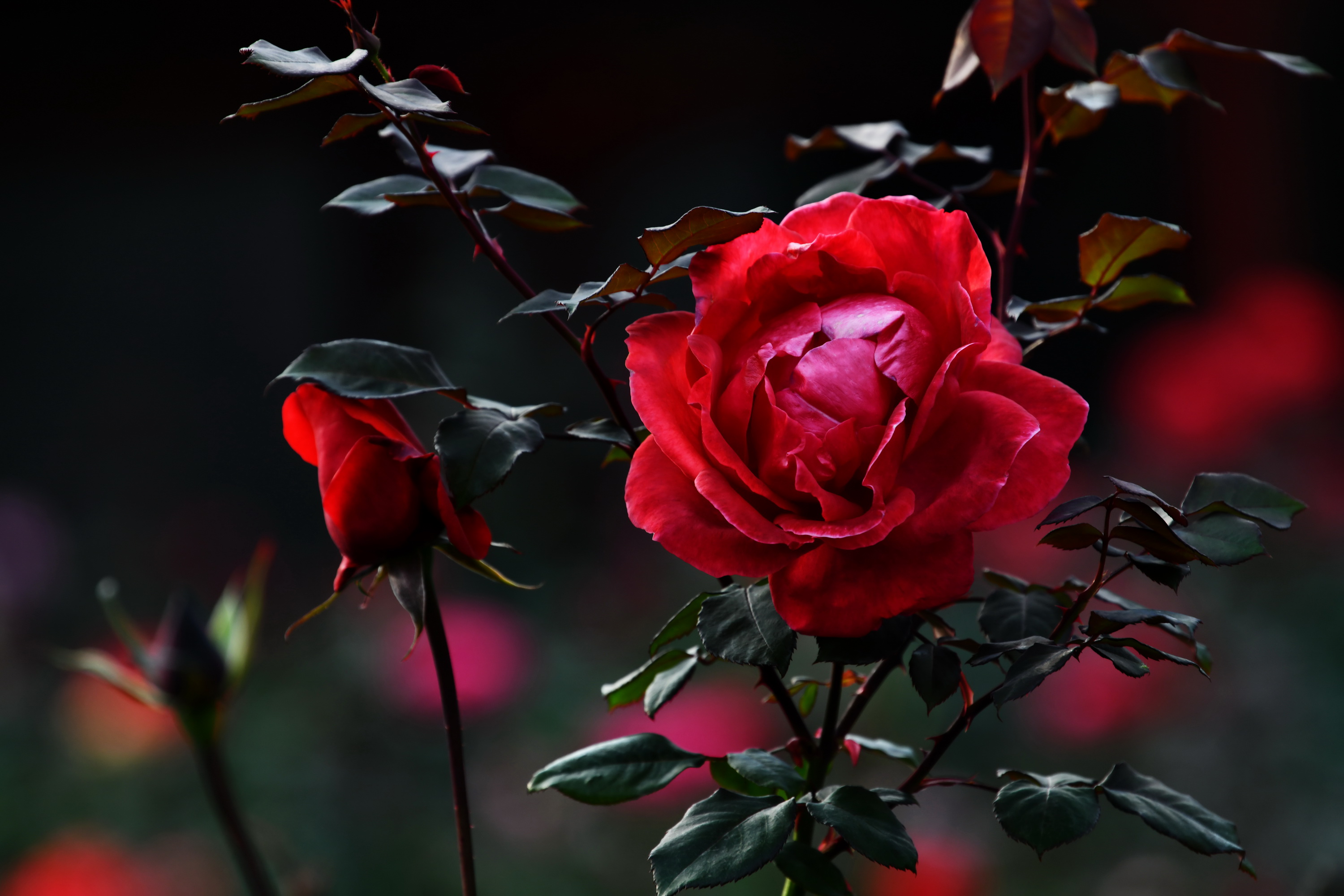 广州市番禺区宝墨园攻略,广州宝墨园景观