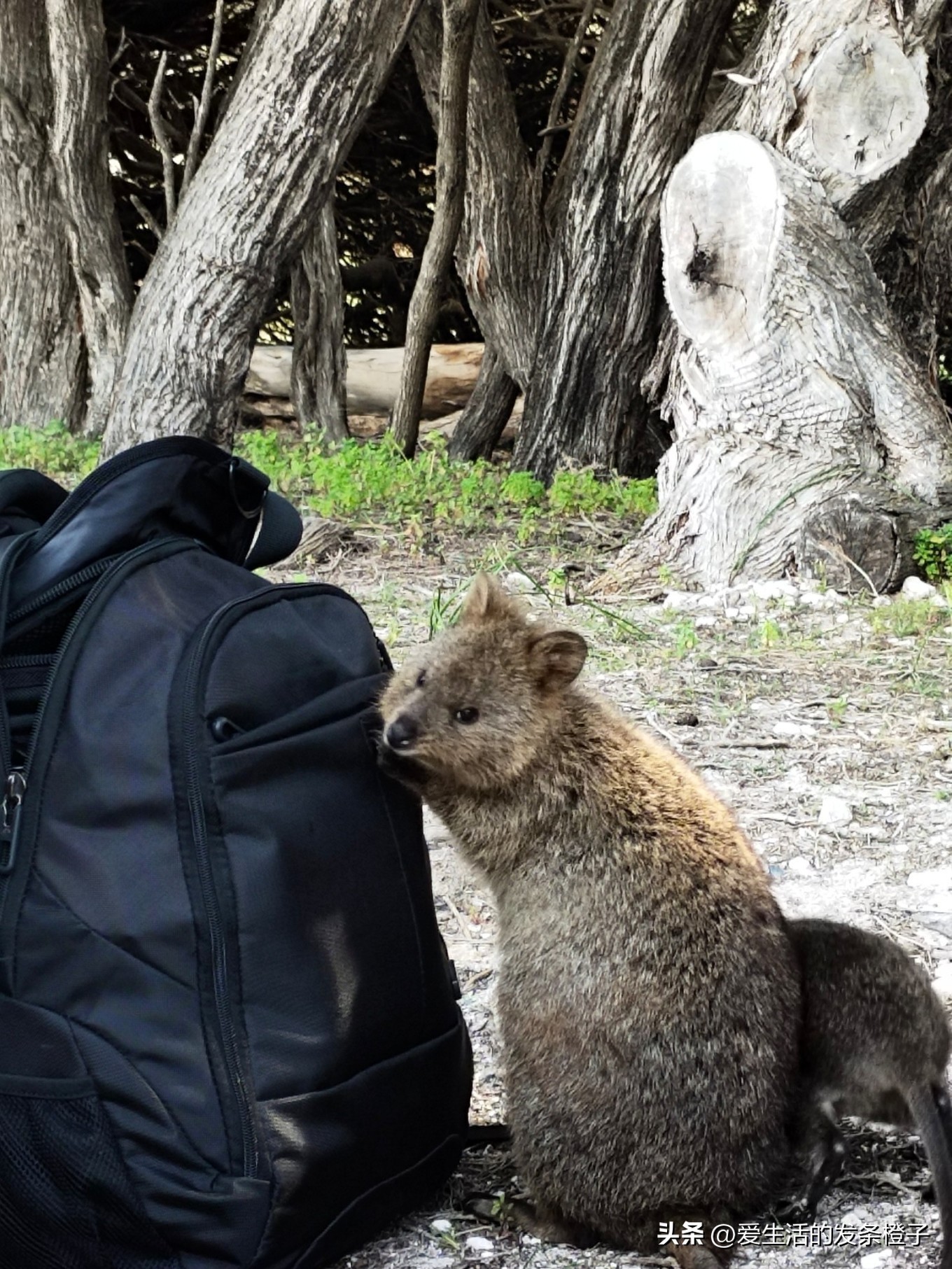 一路向北全程1980公里,西澳自驾游最佳路线图