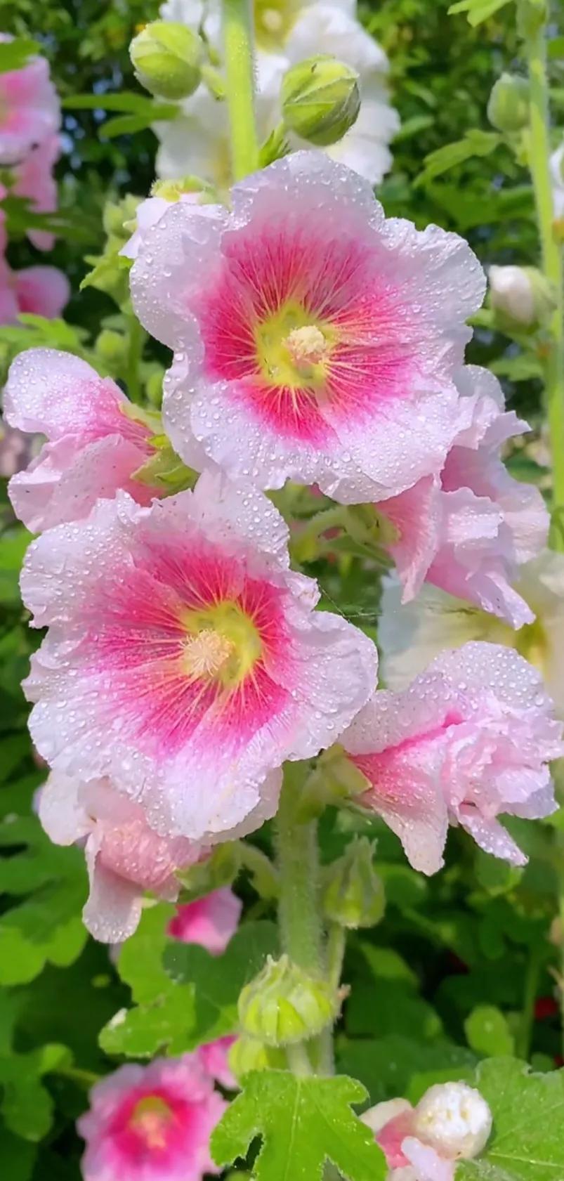 蜀葵花唯美大图片,世上最美的蜀葵花图片图文