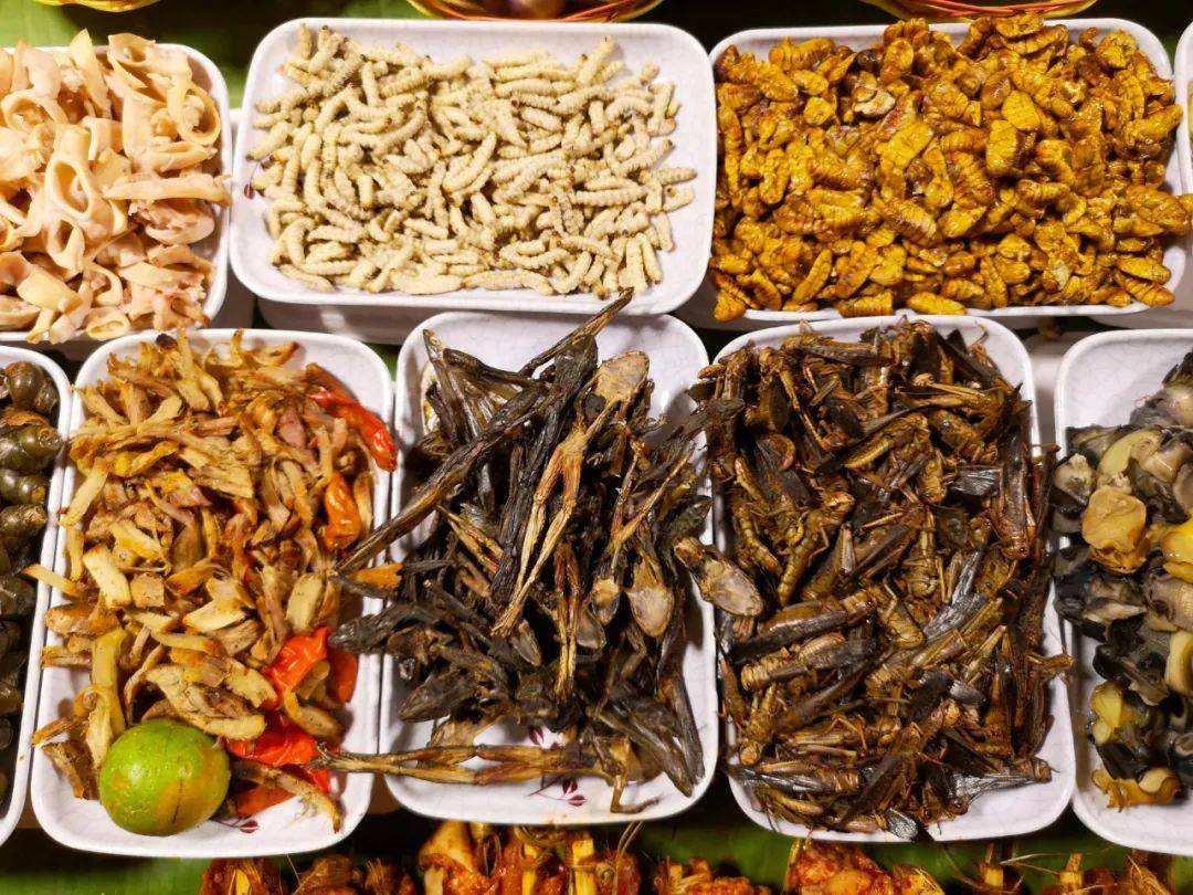 餐厨垃圾养殖蟑螂怎么拿补贴,山东养殖蟑螂解决餐厨垃圾