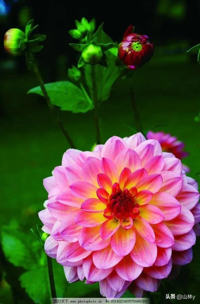 五颜六色的花朵养眼舒心,灵动秀美的花朵图片