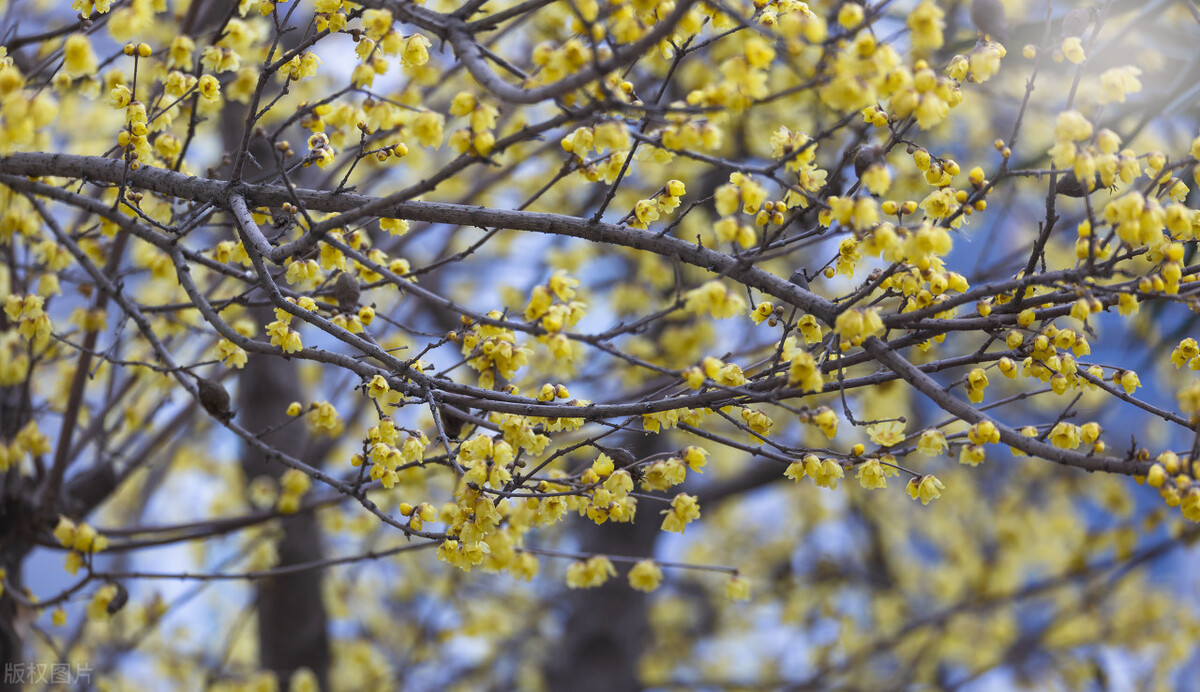 腊梅花树四季常青吗,腊梅花有香气