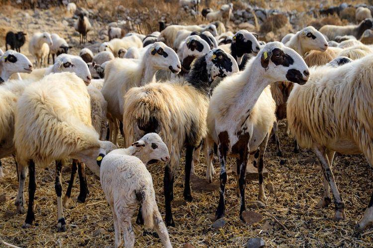 第一次养羊喂多少饲料合适,第一次养羊怎么选羊