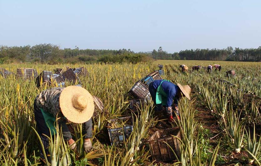 寻荟记芦荟胶升级版的区别,寻荟记芦荟胶一代与二代区别