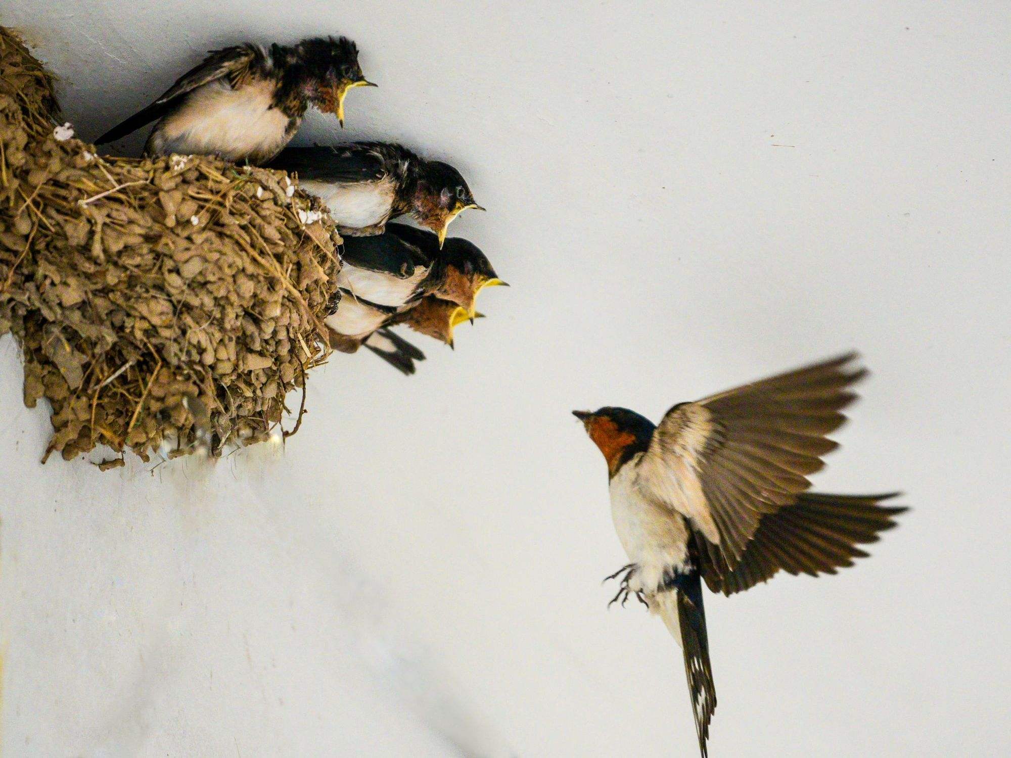 燕子筑巢被人看见,老人说燕子筑巢